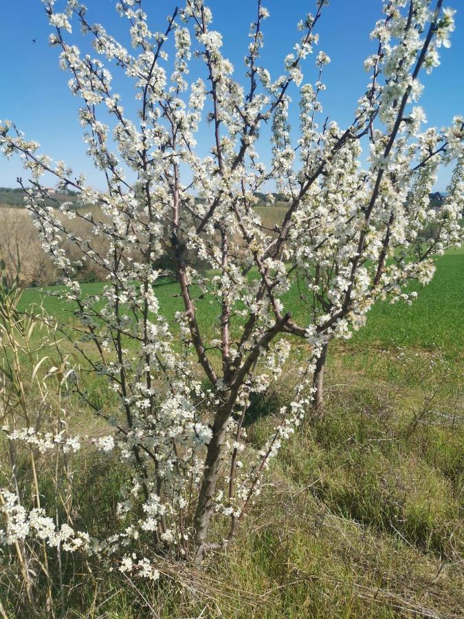 Residence Il Villaggio Del Re Corropoli Dış mekan fotoğraf
